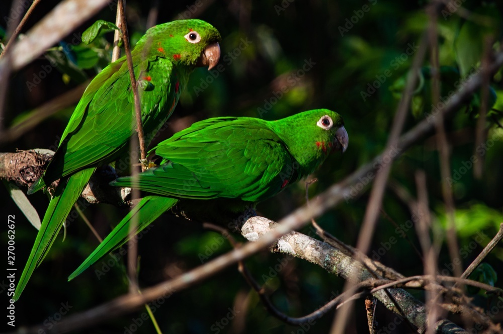 two green parrots on a tree branch two green parrots on a tree branch