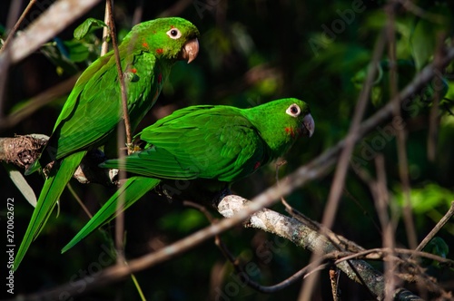 two green parrots on a tree branch