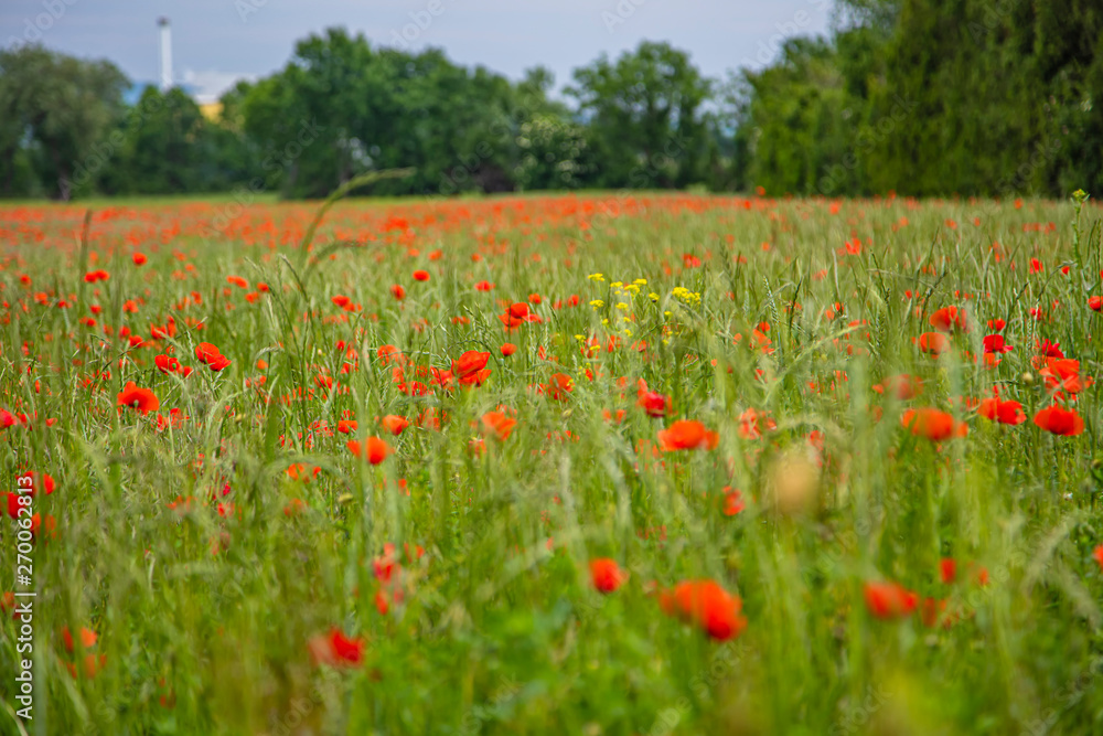 field of red poppies 