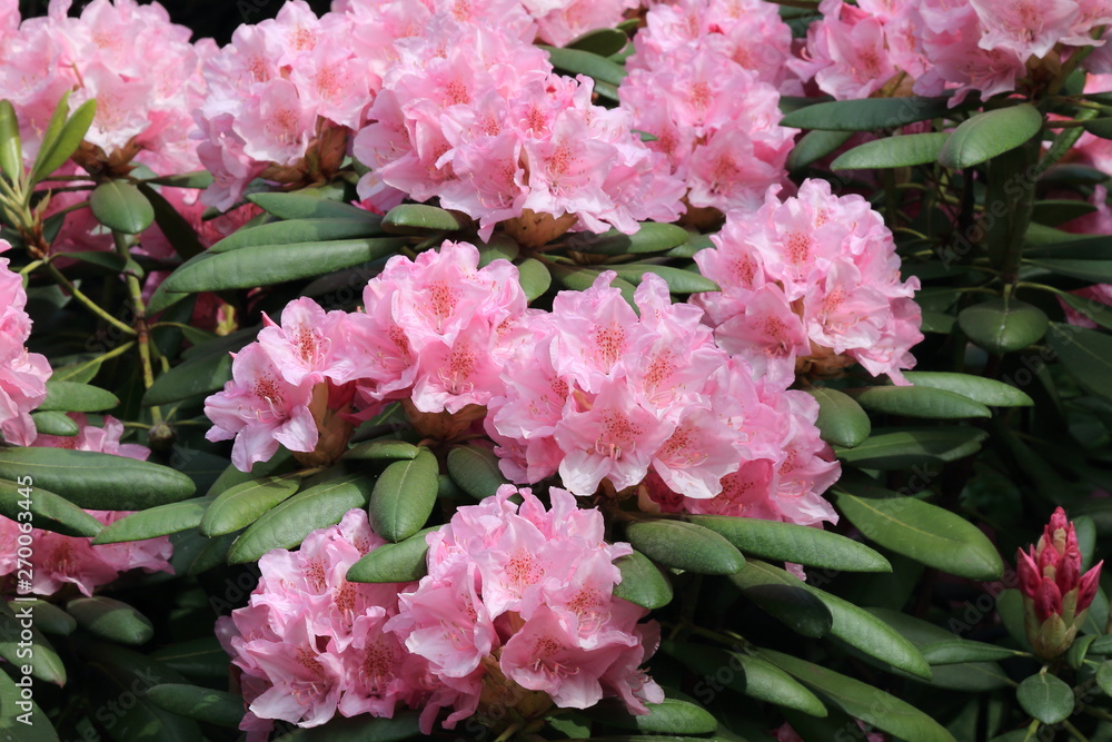 Beautiful pink rhododendrons during spring bloom