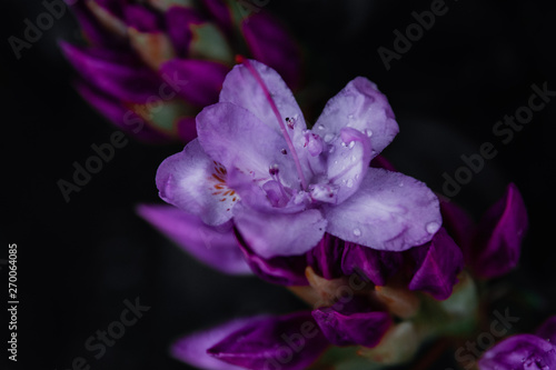 dewdrop purple and white flower