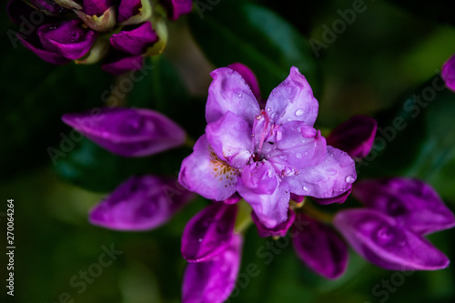 pink and purple orchid in the garden