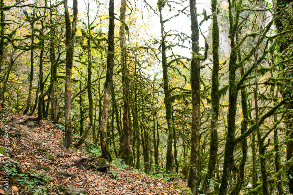 Obraz premium path in the forest