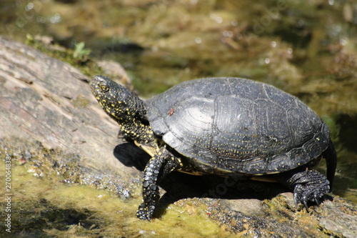 Swamp turtle sidewards
