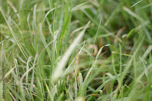 green summer grass after rain with water drops close up with blurred background