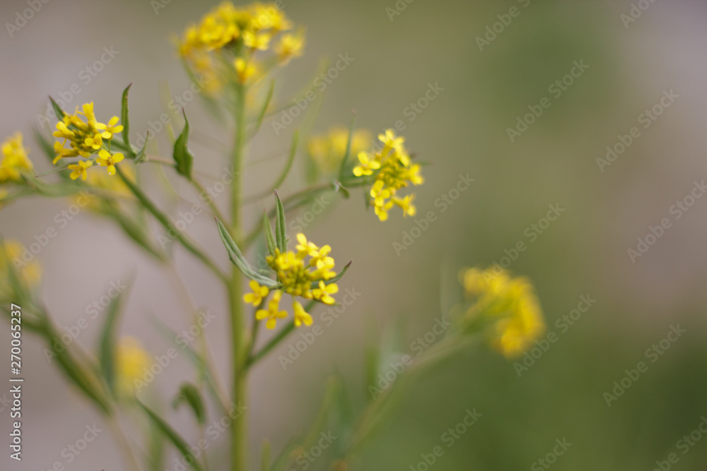 yellow flower small green grass closeup after rain background bushes yellow flower small green grass closeup after rain background bushes