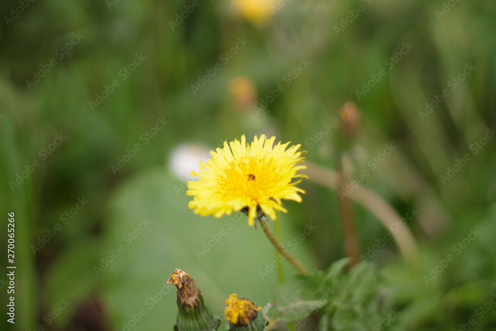 one yellow dandelion faded green grass closeup after rain background hats of fluff one yellow dandelion faded green grass closeup after rain background hats of fluff