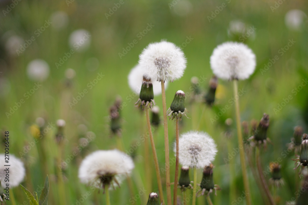 white dandelions faded a lot of green grass closeup after rain background beanie down