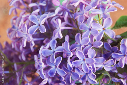 blooming lilacs close up. Spring flower