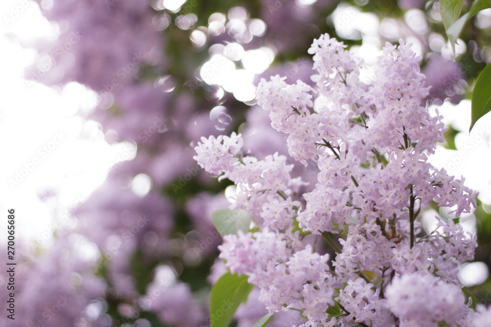 lilac flowers on the tree blossomed close-up green leaves glare bokeh light background lilac flowers on the tree blossomed close-up green leaves glare bokeh light background