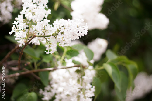 white lilac flowers on trees bloomed closeup green leaves, glare, bokeh light background