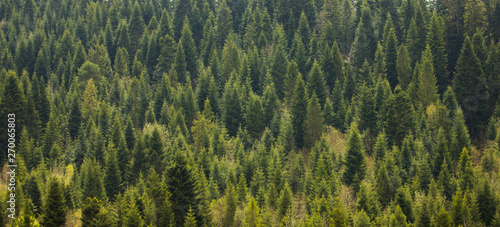 Landscape of Carpathian evergreen forest