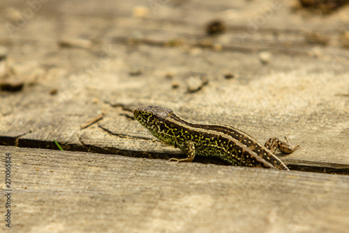 Brown lizard on the ground
