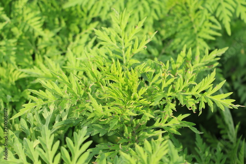 Ambrosia artemisiifolia - ragweed