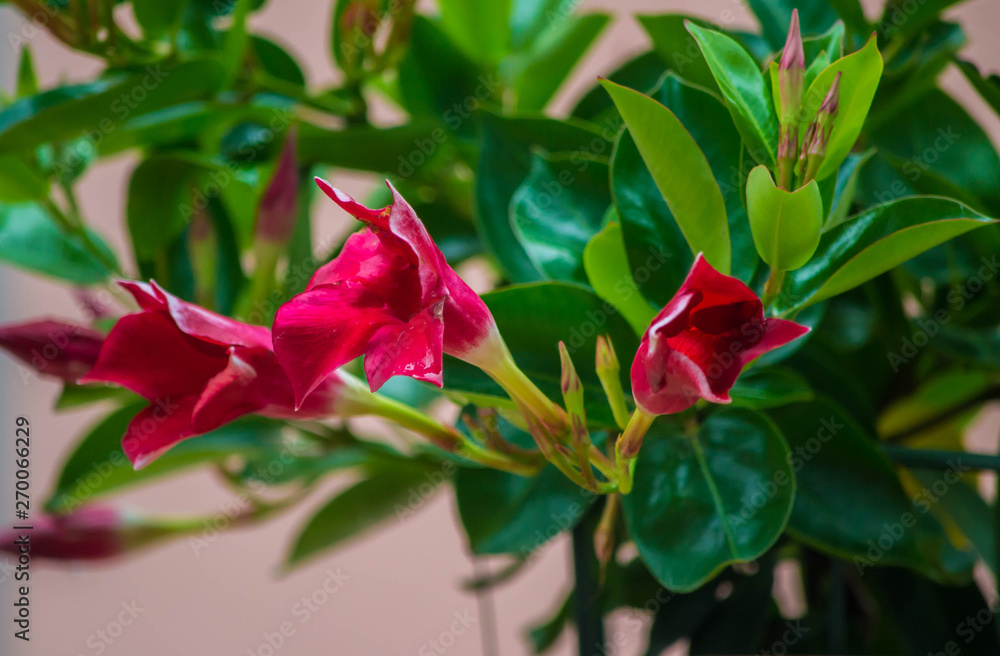 Orchidea Cattleya Orchidea Cattleya
