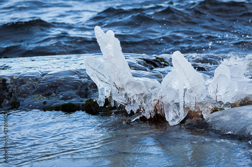 Small plant frozen in lake shore at cold winter morning