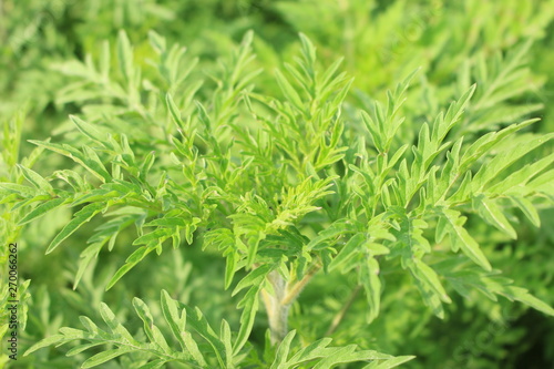Ambrosia artemisiifolia - ragweed