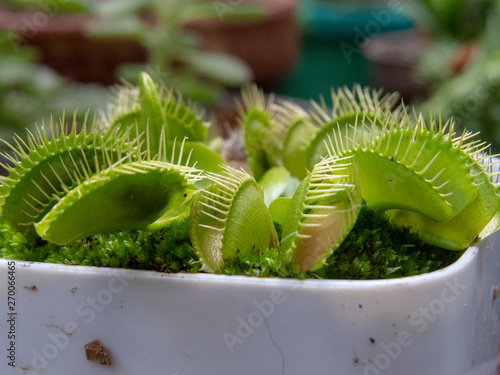 Fotografie, Tablou carnivorous plant