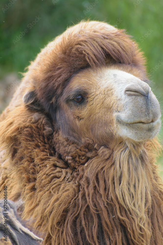 Bactrian camel (Camelus bactrianus) portrait