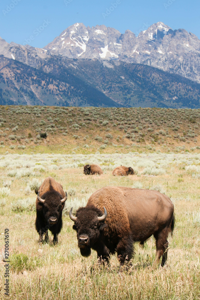 Wyoming Buffalo - Grand Teton National Park - Bison
