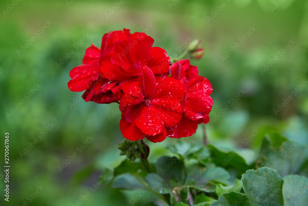 Red Pelargonium in the garden. Red geranium flowers in summer garden. Bright pelargonium. Flowers red geranium close up Red Pelargonium in the garden. Red geranium flowers in summer garden. Bright pelargonium. Flowers red geranium close up