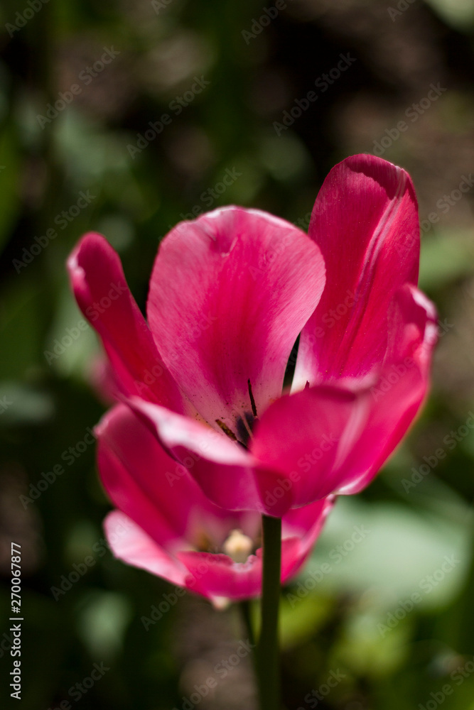  lilac-pink tulips lit by the spring sun on
