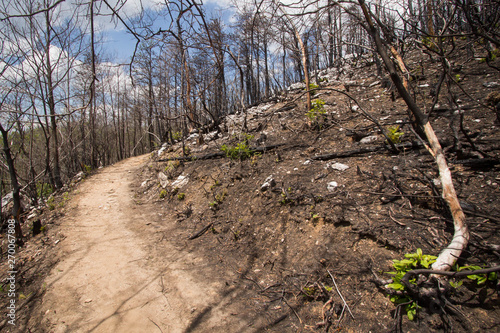 Baskins Trail - Forest Fire Burned Forest - Great Smoky Mountains National Park