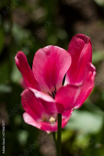  lilac-pink tulips lit by the spring sun on