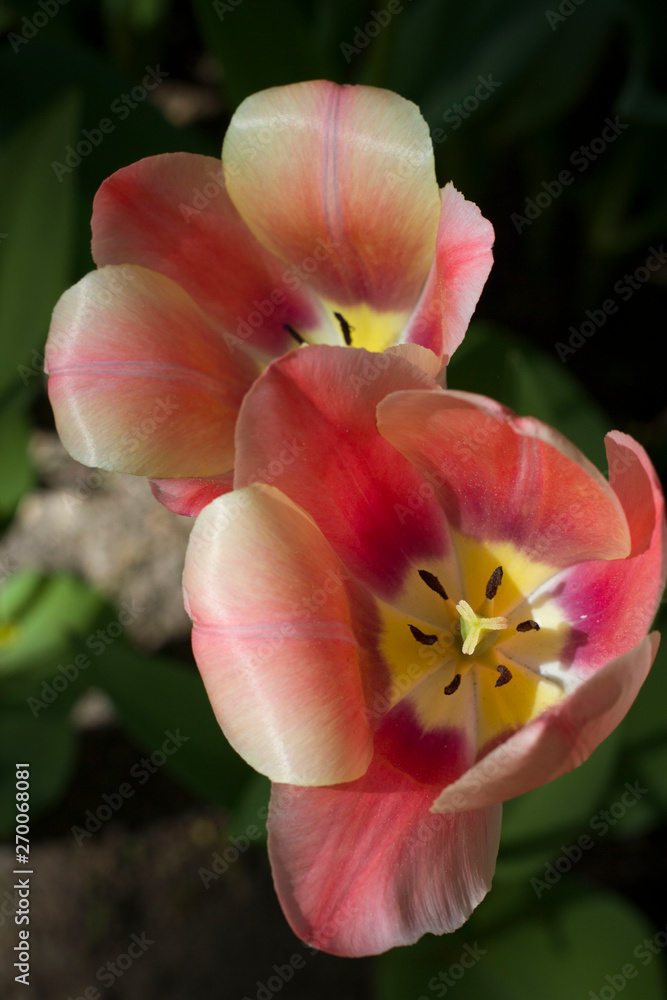 large light pink tulips with white stripes close up