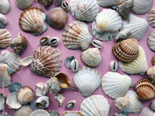 Seashells as background, sea shells pattern