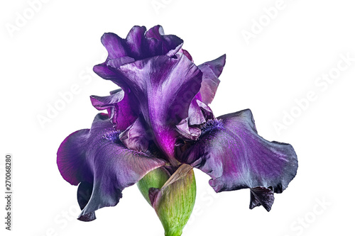 Fototapeta Naklejka Na Ścianę i Meble -  Flower iris.A large  flower for designers.