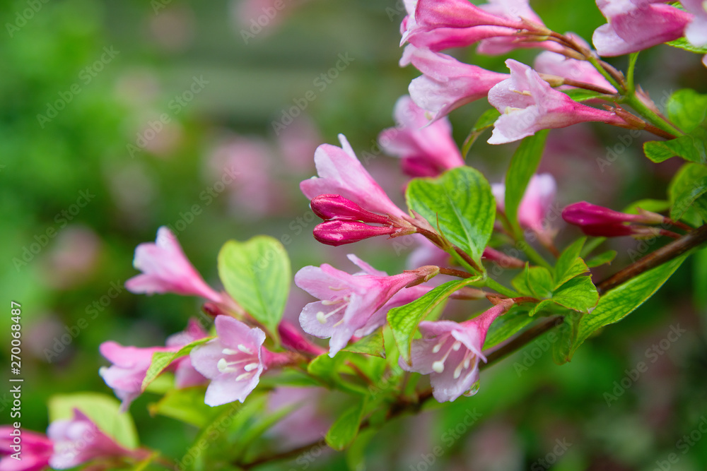 Weigela praecox in water drops after the rain. Beautiful pink flowering shrub macro view. Flowering weigela in the garden Weigela praecox in water drops after the rain. Beautiful pink flowering shrub macro view. Flowering weigela in the garden