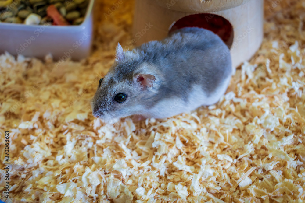 Hamster inside his cage walking on sawdust Hamster inside his cage walking on sawdust