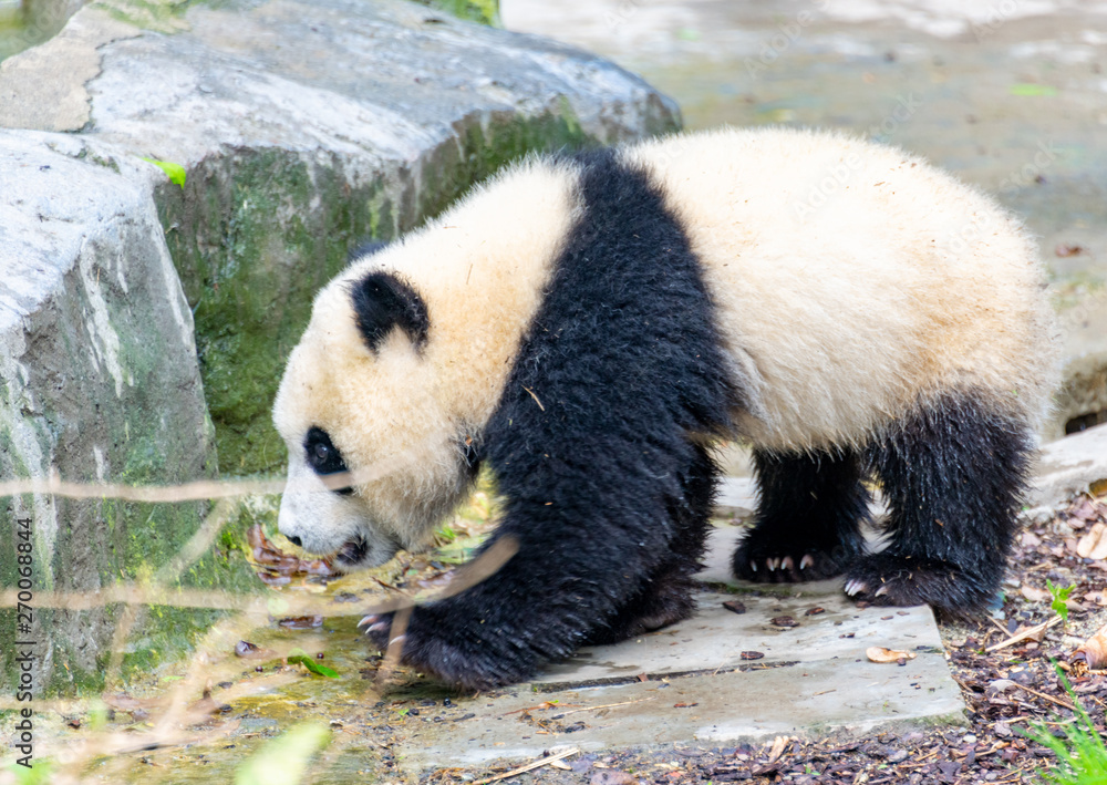 Fototapeta premium A cute little panda plays on the ground