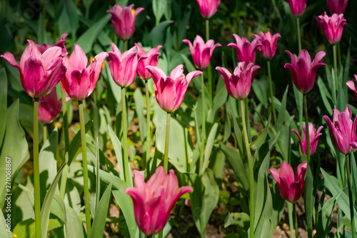 a large glade dotted with multicolored tulips lit by the bright sun.