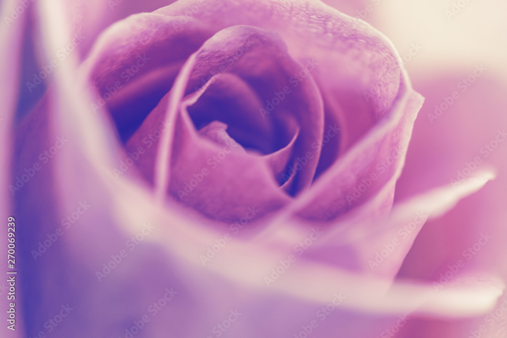 Obraz premium Beautiful pink Rose close up, soft focus