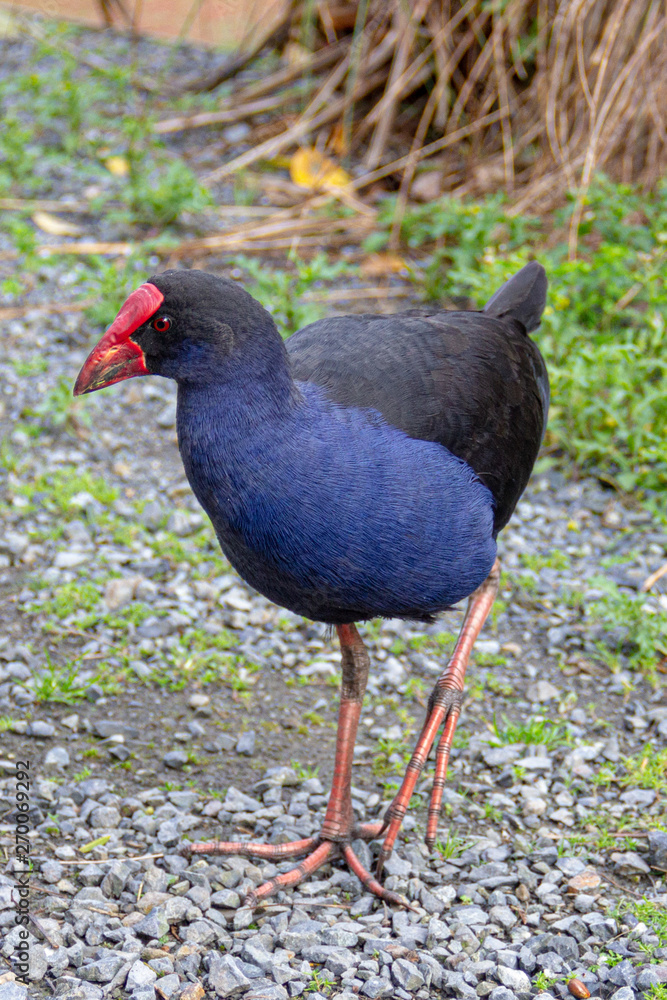 new zealand pukeko walking on gravel new zealand pukeko walking on gravel