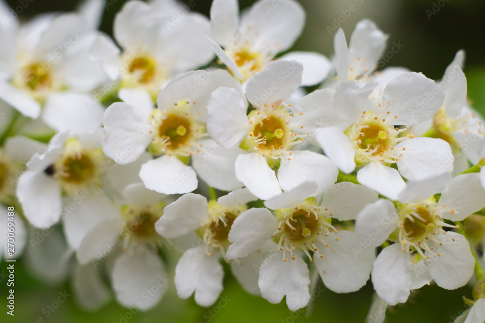 Snow-white flowers bird-cherry (Prunus padus) close up