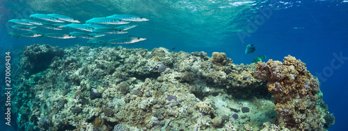 Underwater coral reef landscape in the deep blue ocean with Schooling Baracudas and Napoleonfish, wide format panorama background wallpaper.  photo