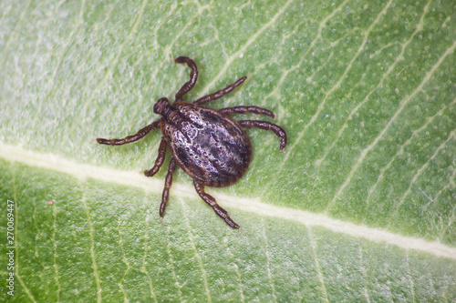 The ixodid tick (Dermacentor marginatus) on the green leaf 