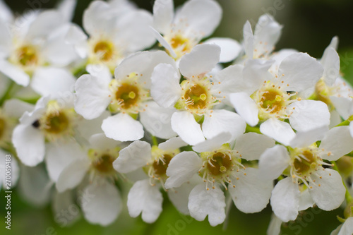 Snow-white flowers bird-cherry (Prunus padus) close up © Сергей Зыков