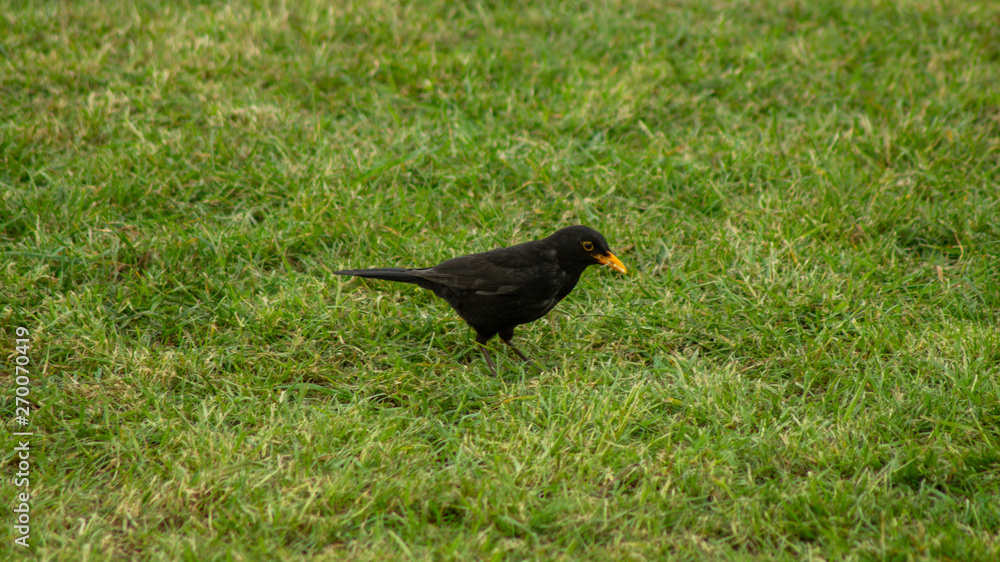 Blackbird on ground looking for food