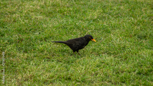 Blackbird on ground looking for food