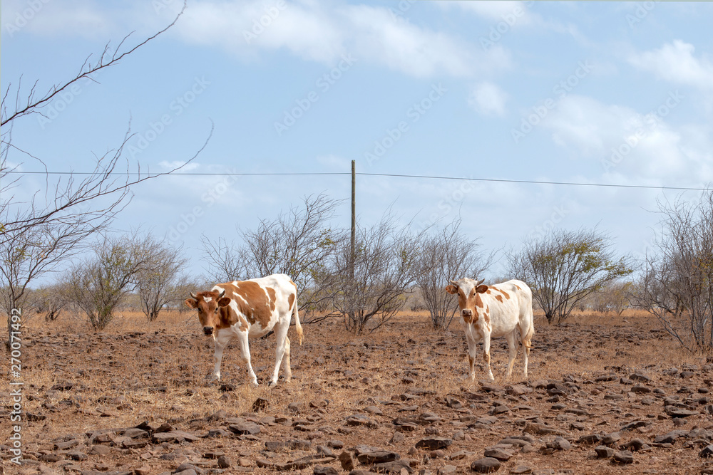 Two brown pied young cows, heifer, that walk outside the city of Praia, island of Santiago, Cape Verde, Cabo Verde. Two brown pied young cows, heifer, that walk outside the city of Praia, island of Santiago, Cape Verde, Cabo Verde.
