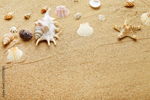 Different seashells on beach sand