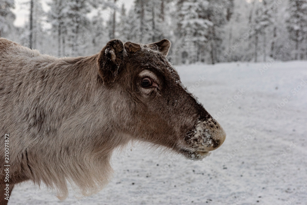 Reindeer out walking in the Lapland forests in Reindeer out walking in the Lapland forests in