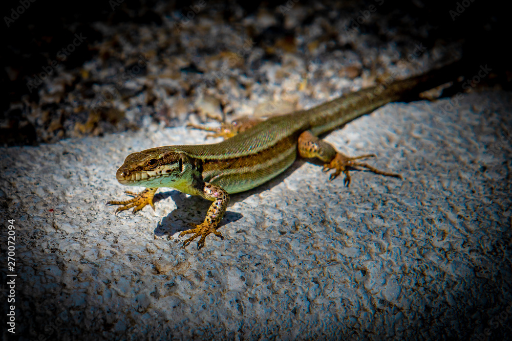 Naklejka premium Lézard 