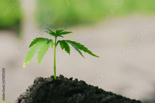 Young cannabis seedling growing from the ground. Green hemp on the background of black soil. Growing marijuana on a farm
