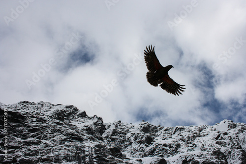 A kea parrot (Nestor Notabilis), a bird endangered of extinction, flying in front of a snow-covered mountain range on the South Island, New Zealand