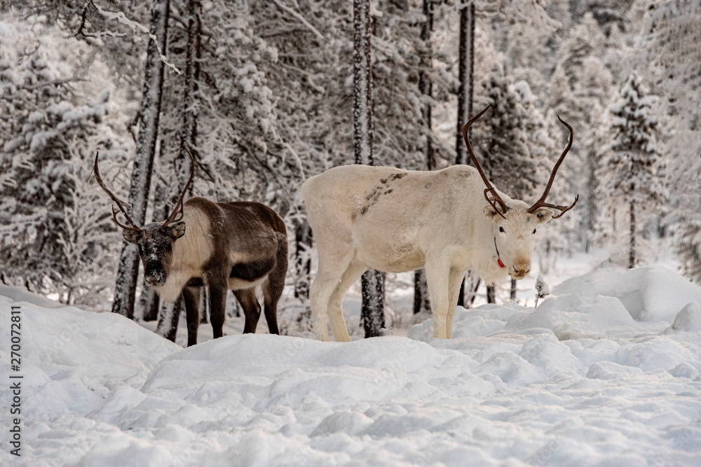 Herd of Reindeer out in the wild Forrest Herd of Reindeer out in the wild Forrest